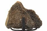 Fossil Hadrosaur Vertebra Section w/ Metal Stand - South Dakota #339909-2